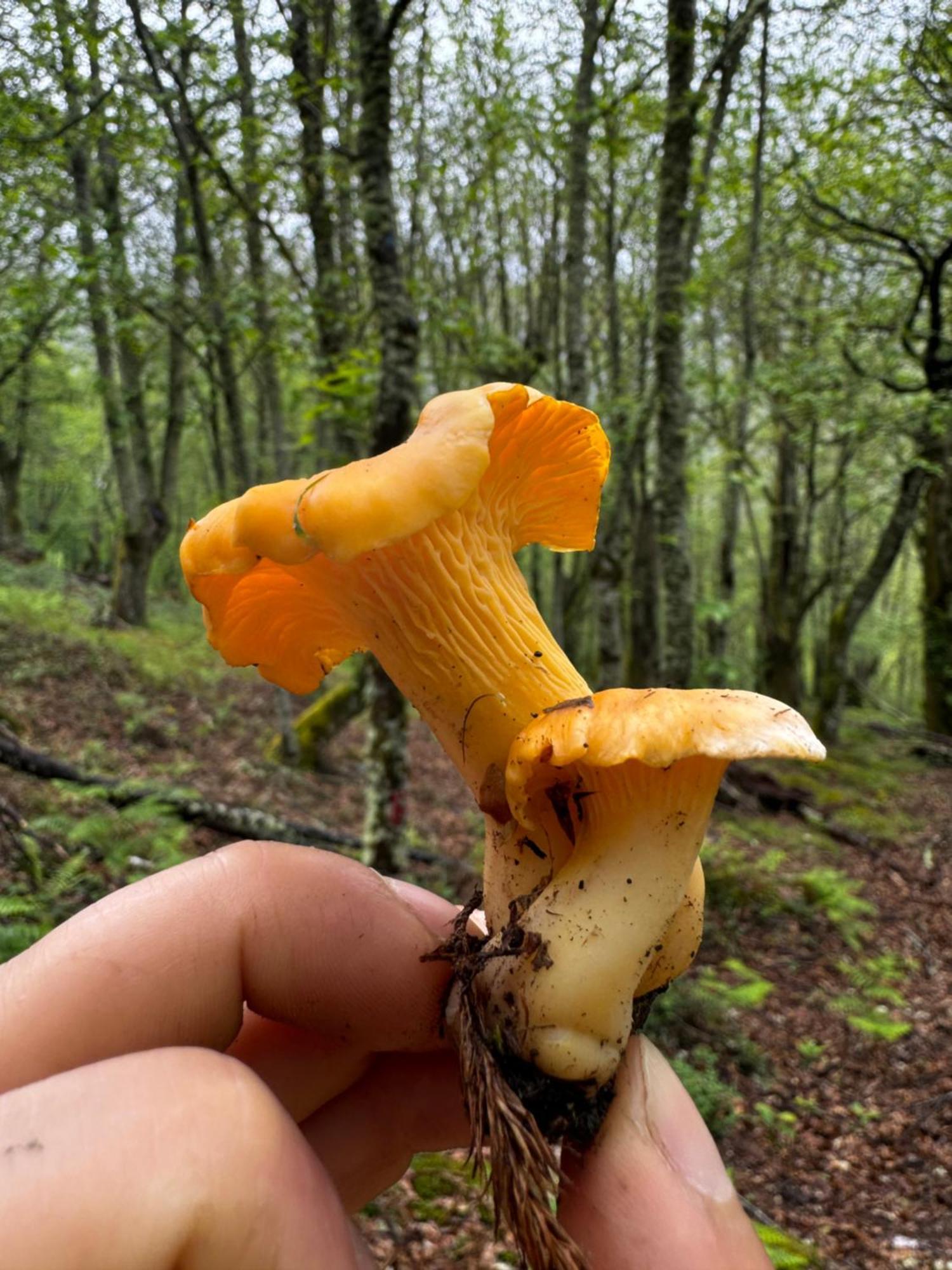A Barreira -Lar Da Cima- Lägenhet Folgoso do Courel Exteriör bild